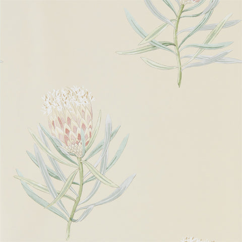 PROTEA FLOWER  -  Russet/Green